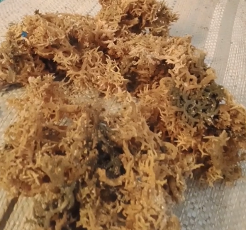 Dried Seaweed